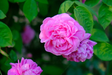 Blooming pink rose. Close-up.