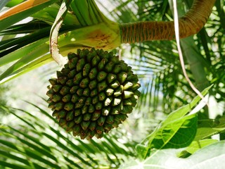 Fruit du pandanus au jardin botanique de Deshaies en Guadeloupe