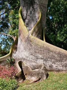 Arbre fromager au jardin botanique de Deshaies en Guadeloupe