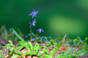 Sibirischer Blaustern (Scilla siberica)
