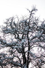 Obraz premium Tree branches covered with snow caps against winter cloudy sky