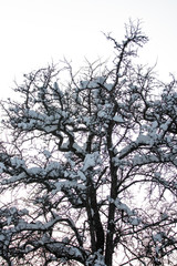 Tree branches covered with snow caps against winter cloudy sky