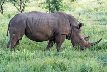 Obraz premium Pilanesberg national park in South Africa