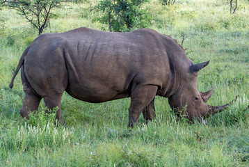 Fototapeta premium Pilanesberg national park in South Africa