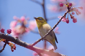 メジロと河津桜