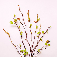 Blooming young twigs on delicate pink background. Spring easter concept. Birch twigs bouquet