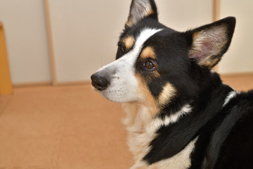 No.204撮影者の愛犬、黒コーギー左前目線の真顔コルクマッット屋内