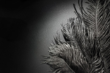Beautiful Black Ostrich feathers. Spotlight. Black animal background. Art Deco style