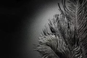 Schilderijen op glas Beautiful Black Ostrich feathers. Spotlight. Black animal background. Art Deco style © colnihko