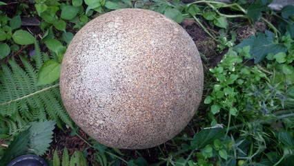 A ripe brown giant puffball in close-up