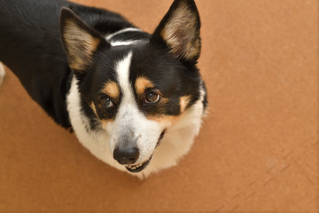 No.208撮影者の愛犬、黒コーギー期待してる顔コルクマッット屋内