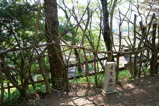 明智城址 逆茂木 -明智光秀が生まれた城とされ、土岐頼兼が築いた城-