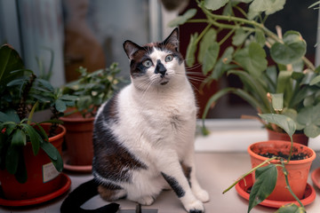 gato blanco y negro de ojos azules sentado junto a unas plantas, mira a la camara