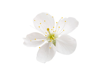 cherry flowers isolated