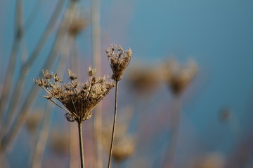 grass in the wind