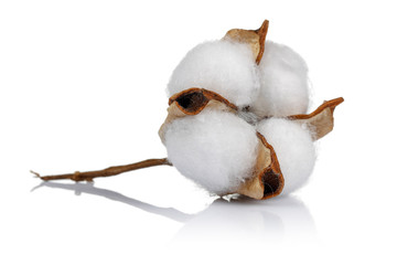 Cotton boll isolated on white background