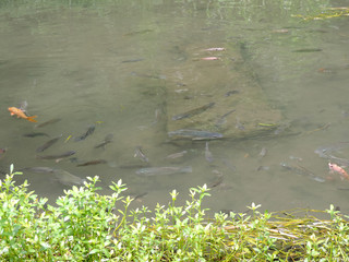 fish in the pond at pakis village,malang-east java.indonesia