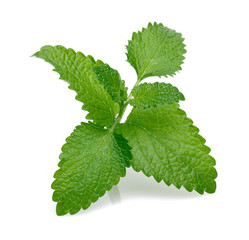 Fresh lemon balm or melissa isolated on white