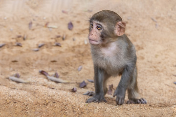 Sad little monkey macaque is on a yellow sand background in the natural park