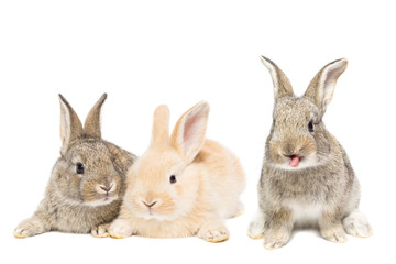 Fototapeta premium rabbit on white background.