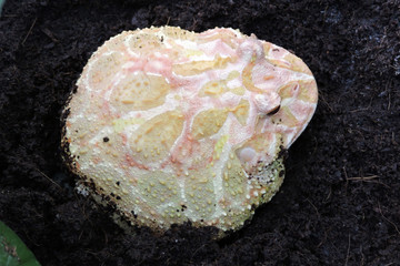 A yellow, white and pink albino Argentine pacman frog sitting on the dark brown ground