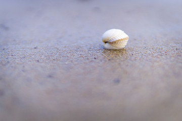 Fototapeta na wymiar la coque sur le sable