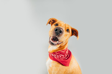 Cute and funny adopted dog posing for the camera in a studio