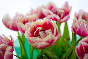 beautiful large purple tulip flowers close up in daylight