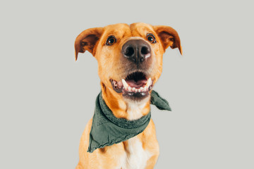 Cute and funny adopted dog posing for the camera in a studio
