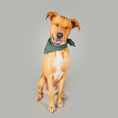 Cute and funny adopted dog posing for the camera in a studio