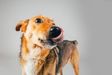 Cute and funny adopted dog posing for the camera in a studio