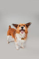 Cute and funny adopted dog posing for the camera in a studio