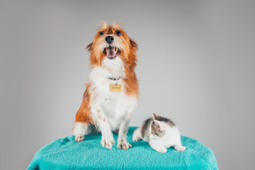 Funny dog and a cat friend