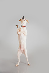 Cute and funny adopted dog posing for the camera in a studio