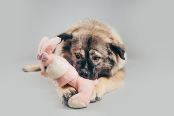 Cute and funny Caucasian Shepherd dog posing for the camera in a studio