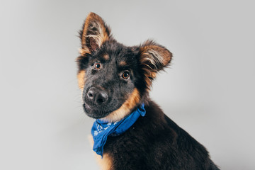 Beautiful German shepherd  posing in studio. 