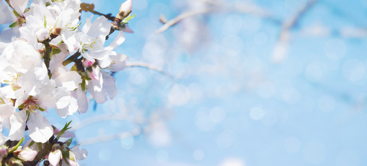 A branch of cherry blossoms. Sunlight through the branches. Spring background.