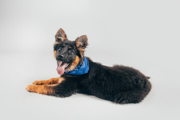 Beautiful German shepherd  posing in studio. 