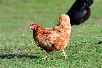 Rotbraune Henne auf einer Wiese