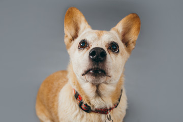 Cute and funny adopted dog posing for the camera in a studio