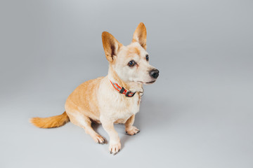 Cute and funny adopted dog posing for the camera in a studio