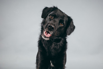 Cute and funny adopted dog posing for the camera in a studio