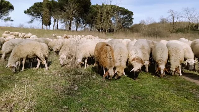 Pecore al pascolo