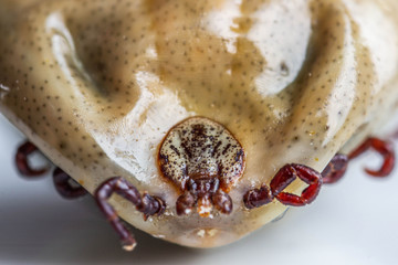 Infected female tick on a white background. Dangerous biting insect. A disgusting carrier of tick-borne infections and diseases.