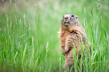 Naklejka na ściany i meble Alpine Marmot Closeup (Marmota marmota)