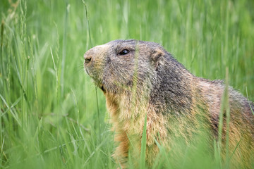 Alpine Marmot Closeup (Marmota marmota)