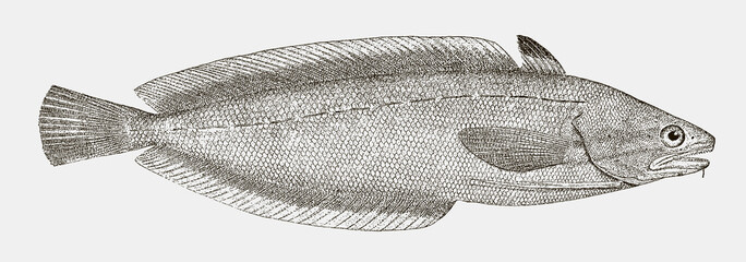 Forkbeard phycis, a hake from the Atlantic Ocean in side view © M