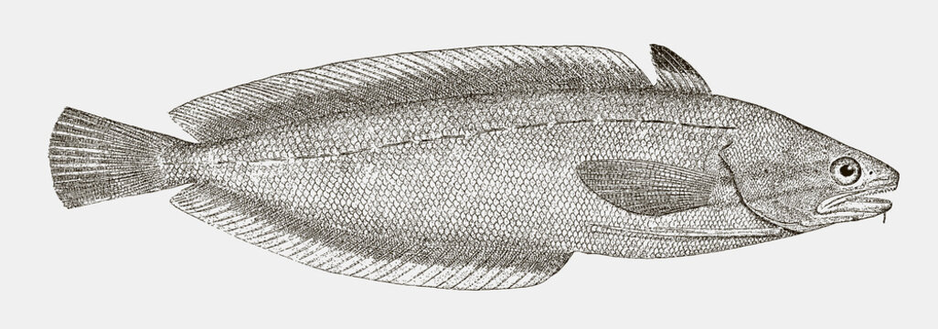 Forkbeard phycis, a hake from the Atlantic Ocean in side view