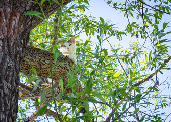 Young gray tabby cat sitting on green tree trunk in spring sunny day. Cat outdoor. Pets in the nature. Domestic cat enjoys freedom outside the house.