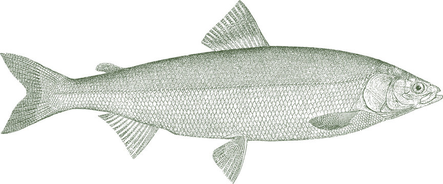 Bering cisco coregonus laurettae, a freshwater fish from Alaska and Russia in side view